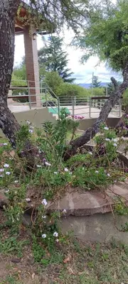 a uprooting tree with flowers in front of a building at Casa Villa Carlos paz in Villa Carlos Paz