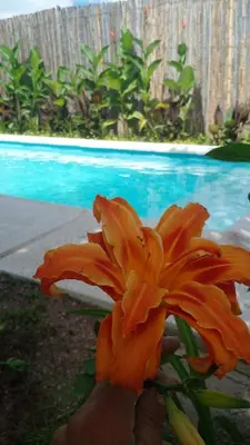 a person holding a orange flower in front of a pool at Departamento Valle de Luz in Alta Gracia