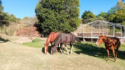 two horses grazing in the grass in a field at Cabañas Las Pasionarias in Tanti
