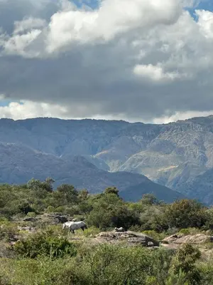 a horse standing on a hill with mountains in the background at Cabaña El Molle - Los Nogales in Mina Clavero
