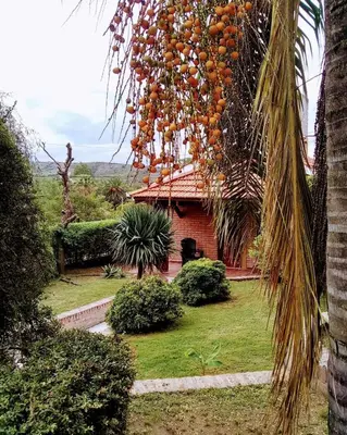 a bunch of oranges hanging from a palm tree at Cabañas La Morada de Tanti in Tanti