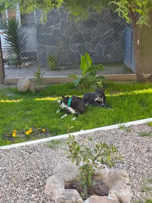 a dog laying in the grass in a yard at Cabaña Ali in Villa Rumipal