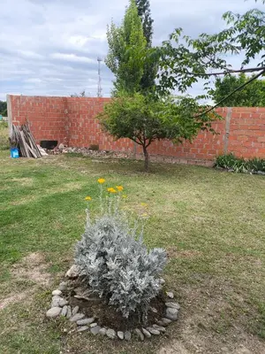 a plant in a yard next to a brick wall at Las Carolas in Santa María
