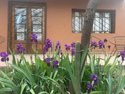 a bunch of purple flowers in front of a building at Casa Puna in Alta Gracia