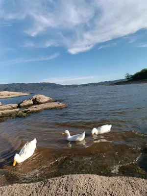three ducks swimming in a body of water at El burrito cordobés in Villa Santa Cruz del Lago
