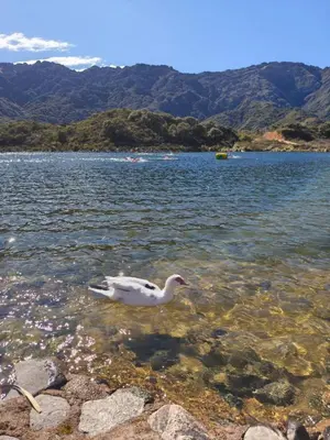 a duck swimming in a body of water at Atardeceres del dique in Cortaderas