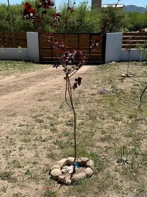 a small plant in a rock circle in a yard at Cabañas Campo y Río in San Lorenzo