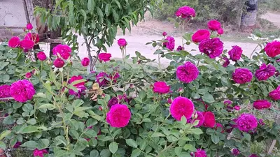 a bunch of pink flowers in a garden at El mamboreta in Pantanillo
