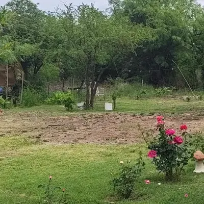 El mamboreta