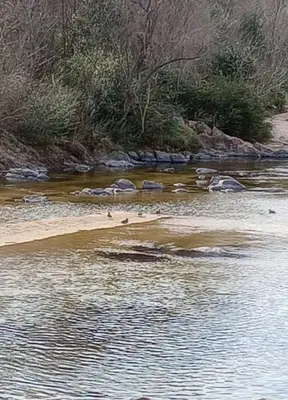 a group of birds swimming in a river at Aguaribay in Villa Los Aromos