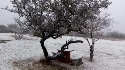 a tree and a bench in a snow covered field at Alto de Balcón in Tanti