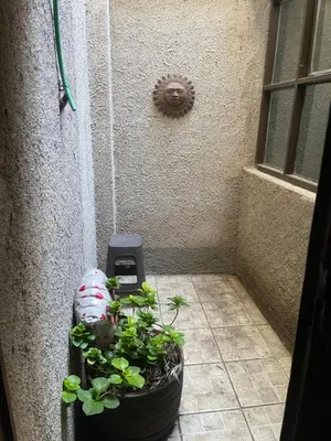 a plant in a pot next to a wall at Habitación Individual con todas las comodidades in Cordoba