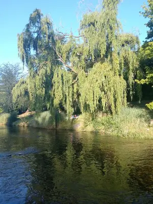 a tree hanging over a river next to a forest at La tranquera in Trapiche