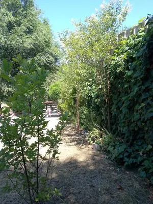 a garden with trees and a dirt road at La tranquera in Trapiche