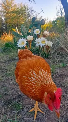 two chickens standing in the grass next to flowers at Inambú in Villa Cura Brochero