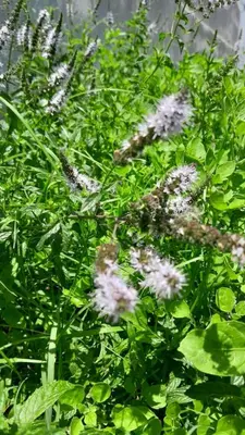 a plant with white flowers in the grass at Chalet House - Villa Carlos Paz in Villa Carlos Paz