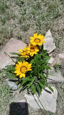 a bunch of yellow flowers sitting on a rock at Chalet House - Villa Carlos Paz in Villa Carlos Paz