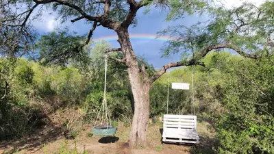 a swing hanging from a tree next to a tree at Cabañas Sacha Huasi in Travesía