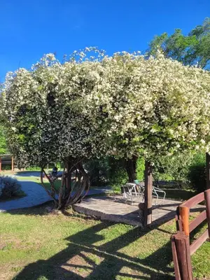 a tree with white flowers on it in a park at Posada Vientos de Belgrano in Villa General Belgrano