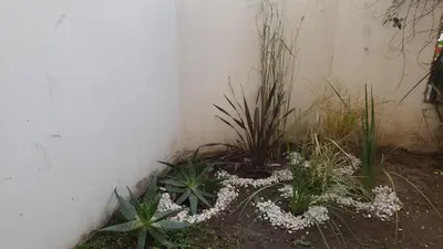 a group of plants sitting next to a wall at Urban 360 in Río Cuarto