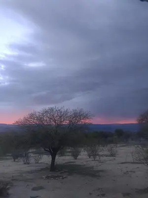 a tree in the middle of a field at sunset at Casa de campo La Chunia in Villa Cura Brochero