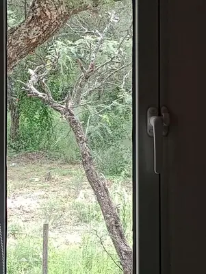 a door with a window with a tree outside at Tacuarita in Los Hornillos