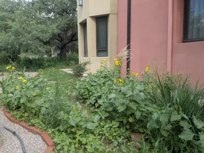 a garden with flowers and plants next to a building at Posada Abrazo Serrano en Carpintería in Carpintería