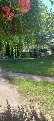 a tree with pink flowers and a sidewalk at La casa de los titiriteros in Mina Clavero