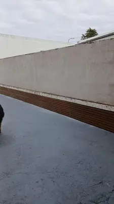 a dog walking next to a concrete wall at Premium Berrotarán in Berrotarán