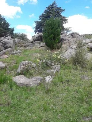 a bush on top of a hill with rocks at Cabañas San Gerónimo in San Jerónimo