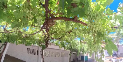 a bunch of green grapes hanging from a tree at Departamentos y habitaciones en Mina Clavero in Mina Clavero