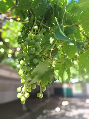a bunch of green grapes hanging from a tree at Departamentos y habitaciones en Mina Clavero in Mina Clavero