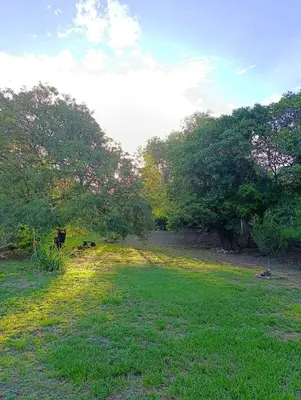 a field with a cow standing in the grass at Casa en centro de Icho Cruz in Villa Icho Cruz