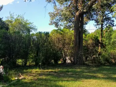 a large tree in the middle of a field at Fermina in Villa Icho Cruz