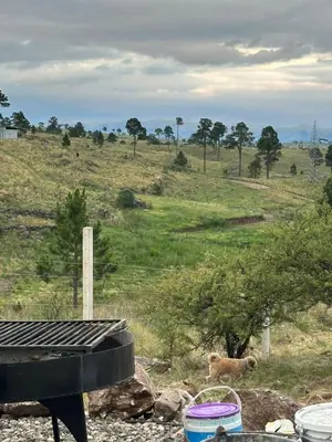 a dog walking in a grassy field with a hill at ecolodge in San Pedro