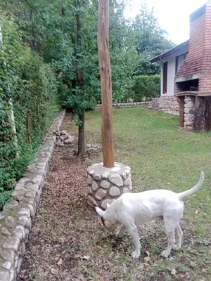 a white cat standing next to a wooden pole at Casa Los Hornillos in Los Hornillos
