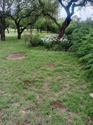 a field of grass with trees and white flowers at Casa Los Hornillos in Los Hornillos