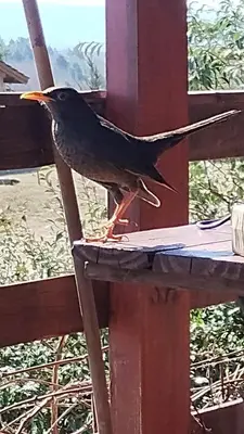 a bird sitting on top of a table at Los Fuegos in El Durazno