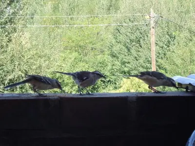 a group of birds walking on top of a fence at Los Fuegos in El Durazno