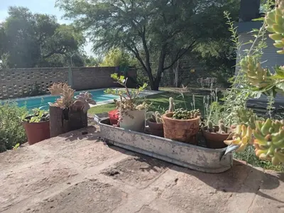 a bunch of potted plants sitting on top of a table at Virdi ca fui in Cordoba