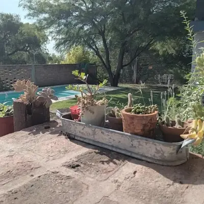 Virdi ca fui
