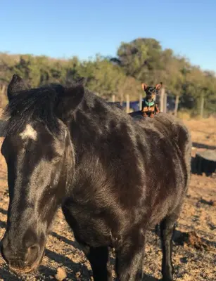 a dog sitting on the back of a horse at Cobiche in Villa Larca
