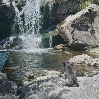 a dog sitting in the water next to a waterfall at Las huertitas de Milele