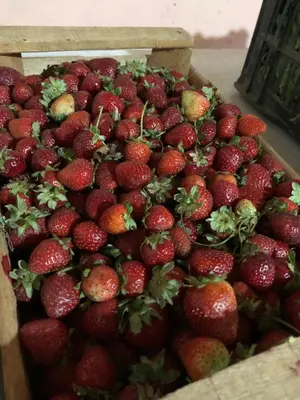 a pile of strawberries in a wooden box at Kuku hostel in Las Rabonas