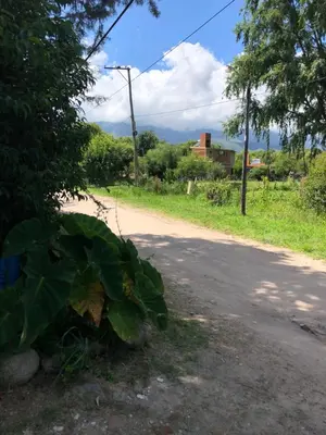 a dirt road with a large green plant at Kuku hostel in Las Rabonas