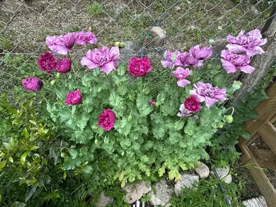 a bunch of flowers in a garden next to a fence at Iris,Tiny house en Las Calles, Traslasierra in Las Calles