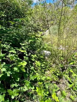 a trail in the woods with green plants at Iris,Tiny house en Las Calles, Traslasierra in Las Calles
