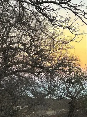 a tree with branches with the sunset in the background at Iris,Tiny house en Las Calles, Traslasierra in Las Calles