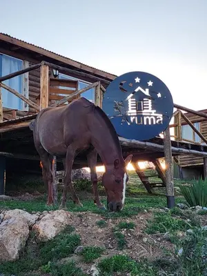 a horse grazing in the grass in front of a building at Aruma Cabañas in Tanti
