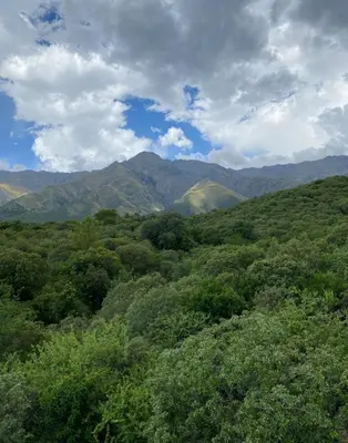 a view of a forest with mountains in the background at Eco Refugio de Montaña en San Javier, Traslasierra in San Javier